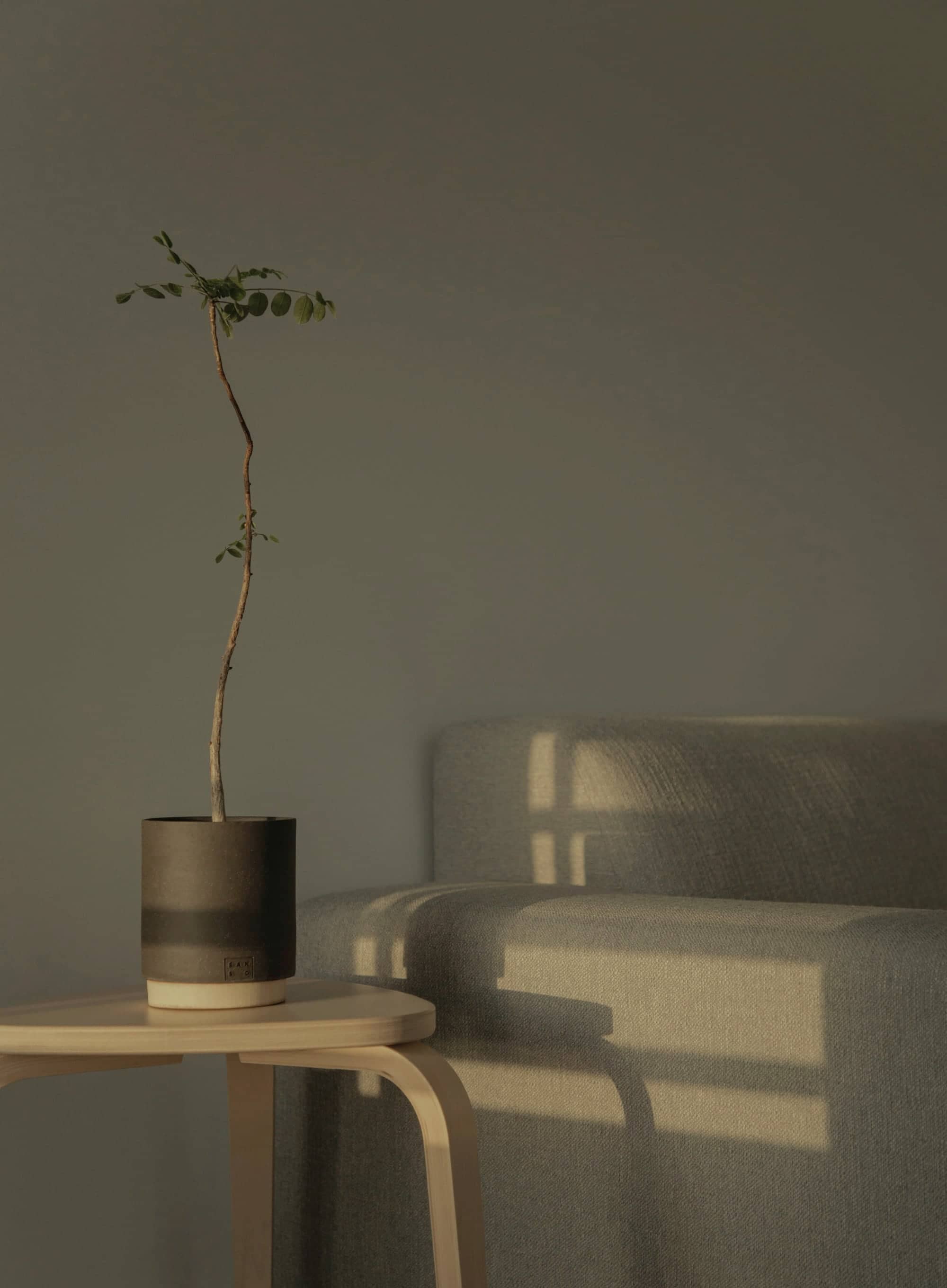 Une jeune plante sur un tabouret en bois, dans un rayon de soleil.